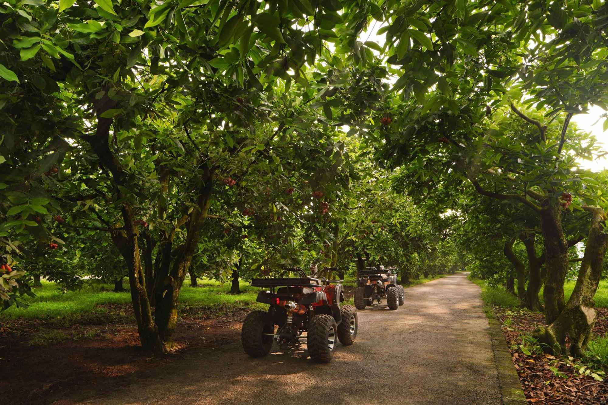 The Westin Desaru Coast Resort Exteriér fotografie Chestnut trees in the UK